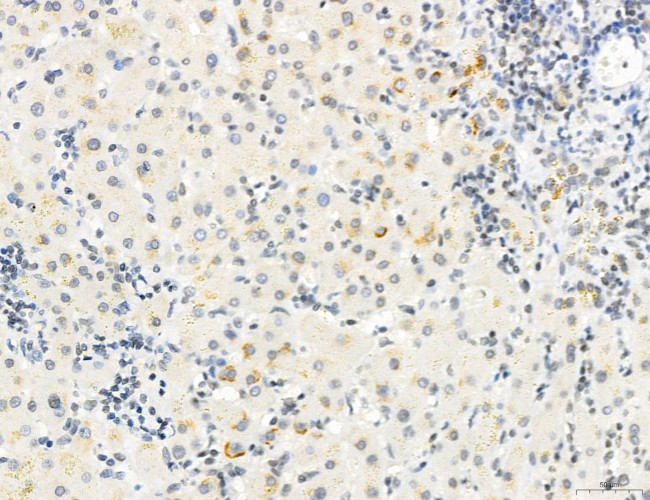 Phospho-WASP (Tyr291) Antibody in Immunohistochemistry (Paraffin) (IHC (P))