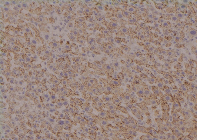 Phospho-CrkL (Tyr251) Antibody in Immunohistochemistry (Paraffin) (IHC (P))