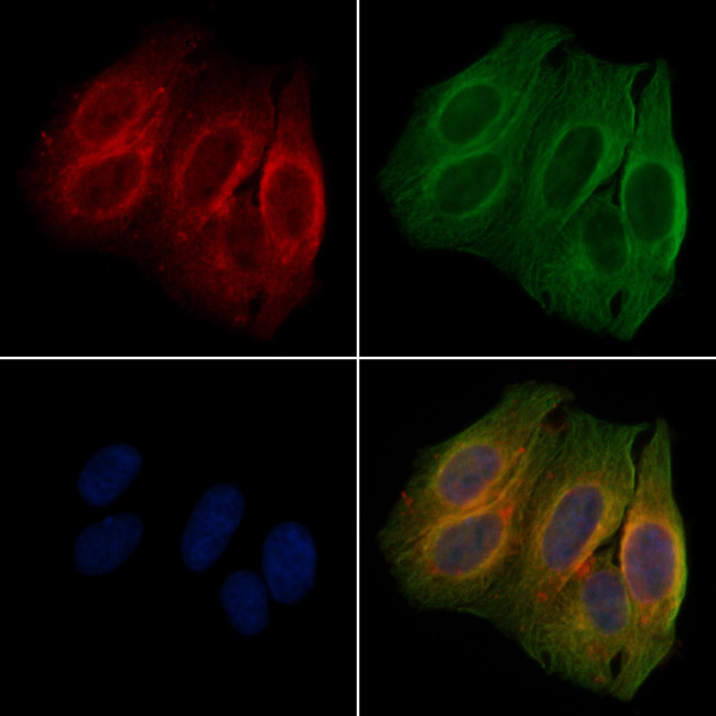 Phospho-CrkL (Tyr198) Antibody in Immunocytochemistry (ICC/IF)