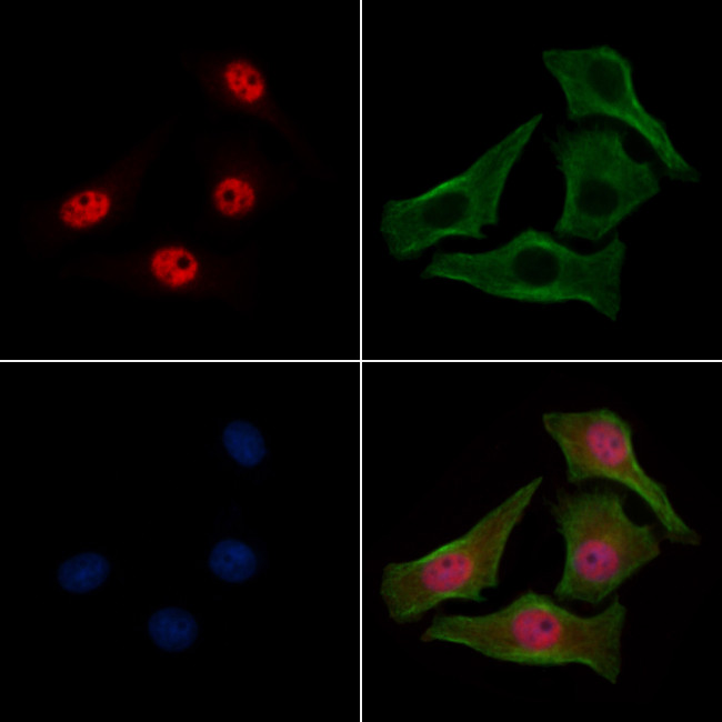 Phospho-C/EBP alpha (Thr226) Antibody in Immunocytochemistry (ICC/IF)