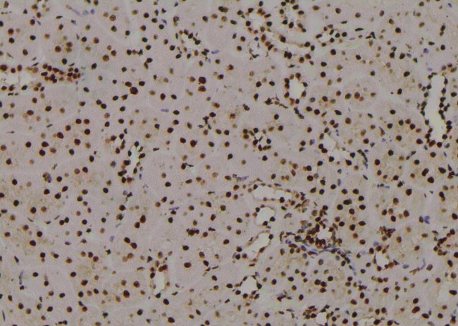 Phospho-C/EBP alpha (Thr226) Antibody in Immunohistochemistry (Paraffin) (IHC (P))