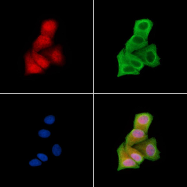 Phospho-GSK3 alpha (Ser282) Antibody in Immunocytochemistry (ICC/IF)