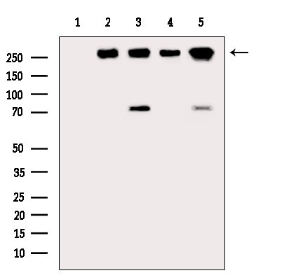 Phospho-BRCA2 (Ser2095) Antibody in Western Blot (WB)