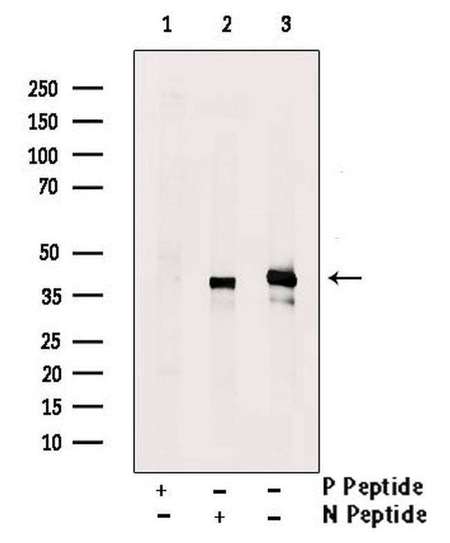 Phospho-MEK6 (Thr28) Antibody in Western Blot (WB)