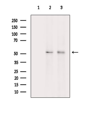 Phospho-RUNX1 (Ser397) Antibody in Western Blot (WB)