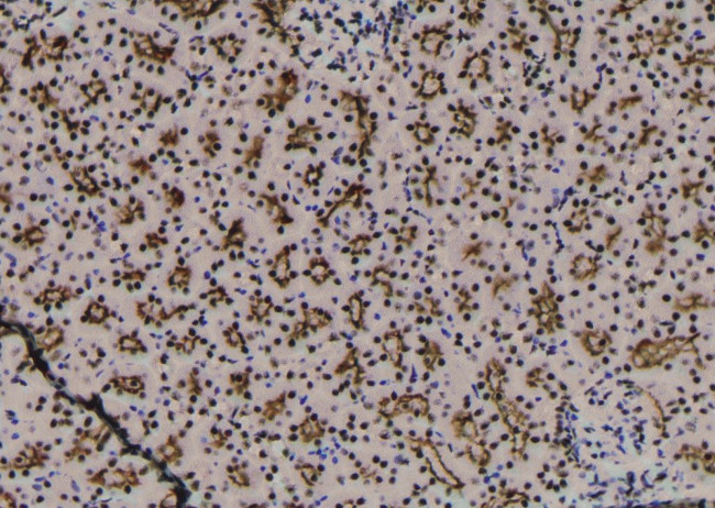 Phospho-MEF2C (Ser459) Antibody in Immunohistochemistry (Paraffin) (IHC (P))