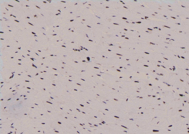 Phospho-MEF2C (Ser459) Antibody in Immunohistochemistry (Paraffin) (IHC (P))