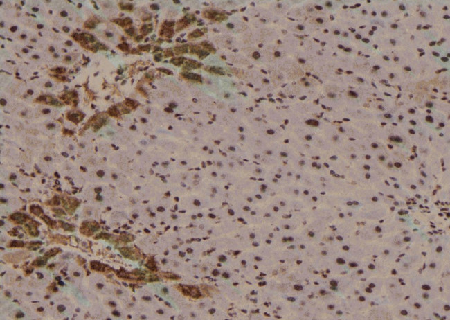 Phospho-TRAF2 (Thr22) Antibody in Immunohistochemistry (Paraffin) (IHC (P))