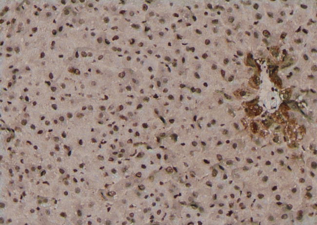 Phospho-TRAF2 (Thr22) Antibody in Immunohistochemistry (Paraffin) (IHC (P))