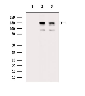 Phospho-NMDAR2B (Ser1478) Antibody in Western Blot (WB)