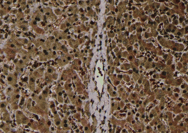 Phospho-CaMKI (Thr177) Antibody in Immunohistochemistry (Paraffin) (IHC (P))