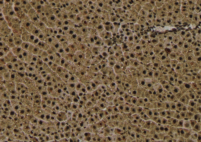 Phospho-CaMKI (Thr177) Antibody in Immunohistochemistry (Paraffin) (IHC (P))