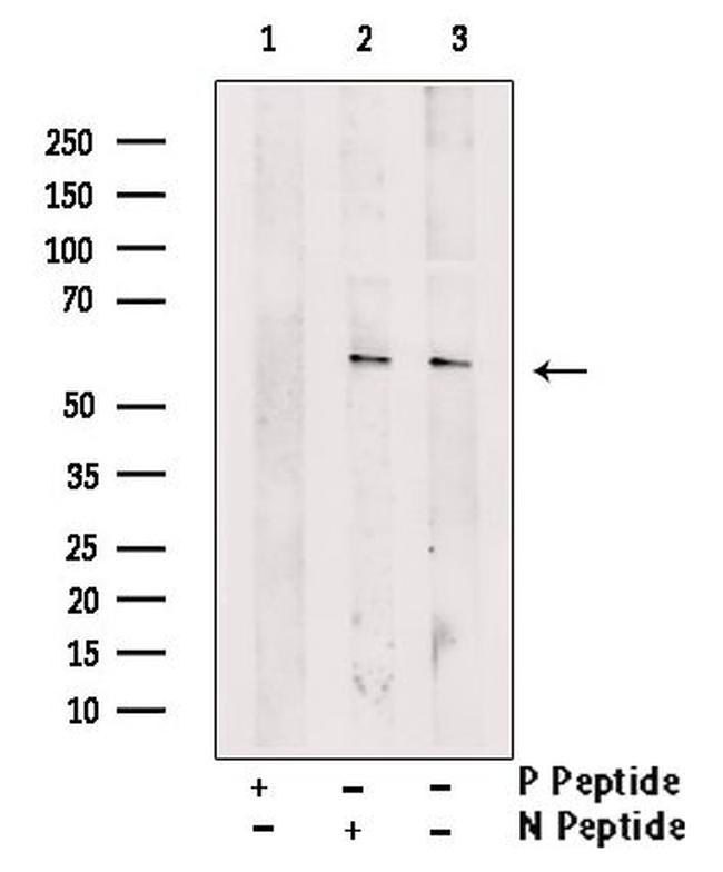 Phospho-IRF3 (Ser14) Antibody in Western Blot (WB)