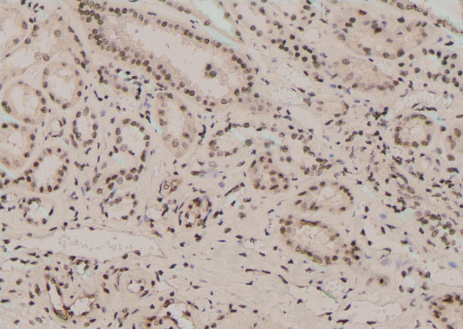 Phospho-NFATC4 (Ser289) Antibody in Immunohistochemistry (Paraffin) (IHC (P))