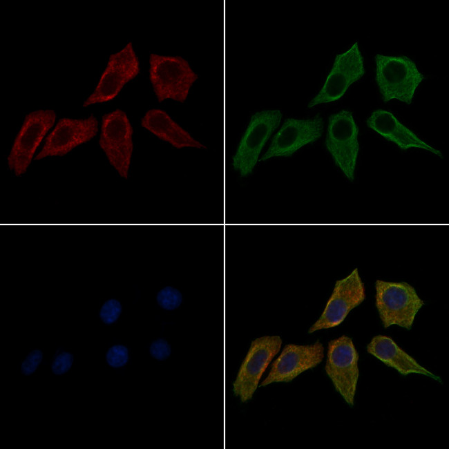 Phospho-LKB1 (Ser31) Antibody in Immunocytochemistry (ICC/IF)