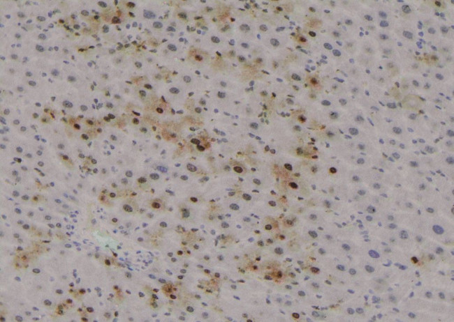 Phospho-LKB1 (Ser31) Antibody in Immunohistochemistry (Paraffin) (IHC (P))