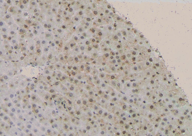 Phospho-LKB1 (Ser31) Antibody in Immunohistochemistry (Paraffin) (IHC (P))