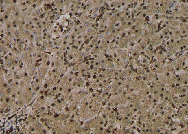 Phospho-EZH2 (Thr487) Antibody in Immunohistochemistry (Paraffin) (IHC (P))