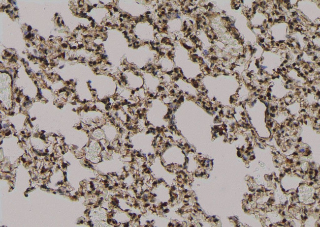 Phospho-EZH2 (Thr487) Antibody in Immunohistochemistry (Paraffin) (IHC (P))