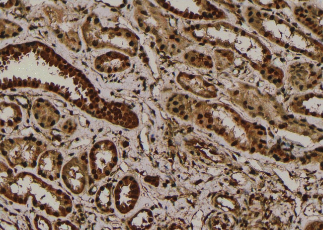 Phospho-Nrf2 (Ser344) Antibody in Immunohistochemistry (Paraffin) (IHC (P))