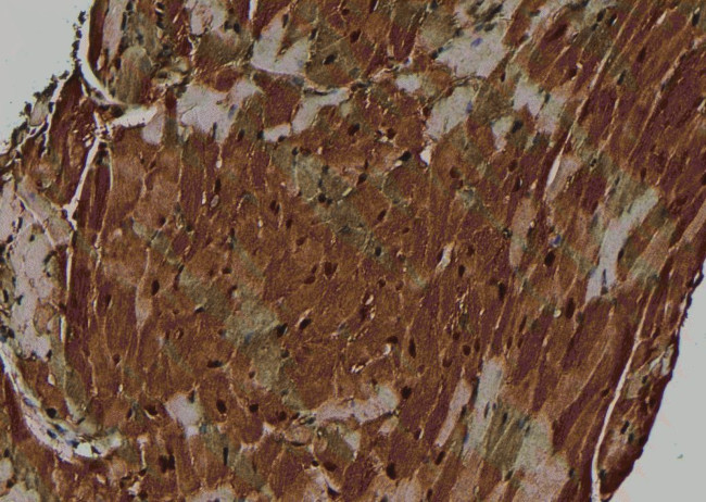 Phospho-Nrf2 (Ser344) Antibody in Immunohistochemistry (Paraffin) (IHC (P))