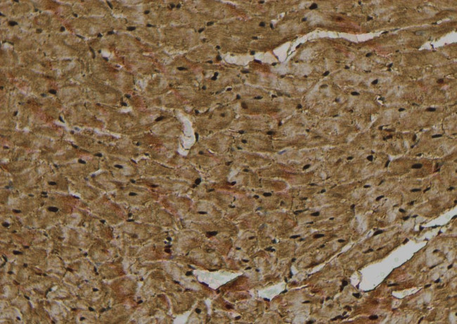 Phospho-Nrf2 (Ser344) Antibody in Immunohistochemistry (Paraffin) (IHC (P))