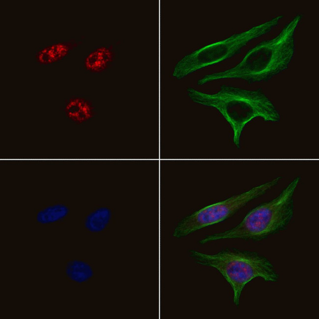 Phospho-ERK3 (Ser189) Antibody in Immunocytochemistry (ICC/IF)