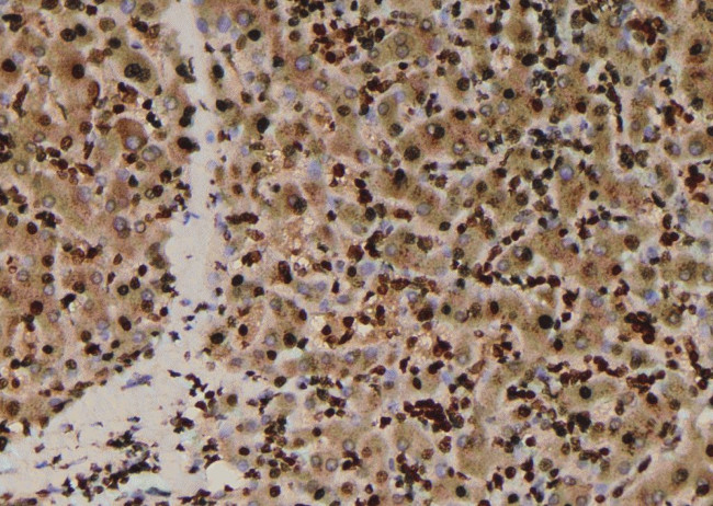 Phospho-MOB4A (Ser9) Antibody in Immunohistochemistry (Paraffin) (IHC (P))