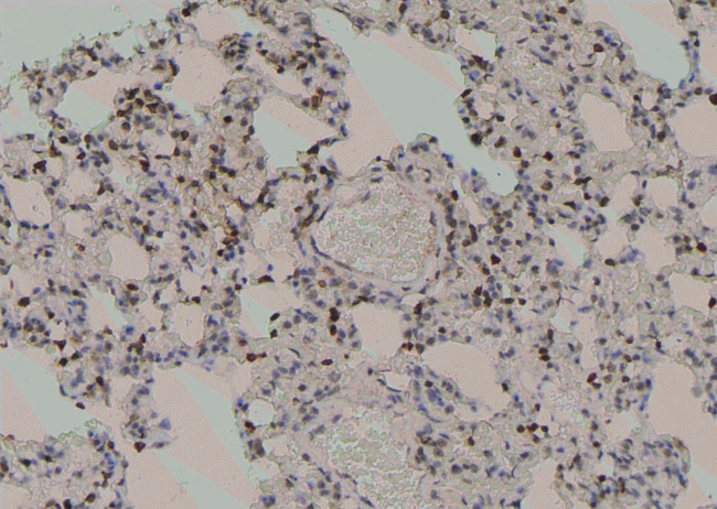 Phospho-MOB4A (Ser9) Antibody in Immunohistochemistry (Paraffin) (IHC (P))