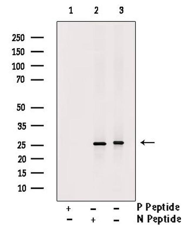 Phospho-MOB4A (Ser9) Antibody in Western Blot (WB)