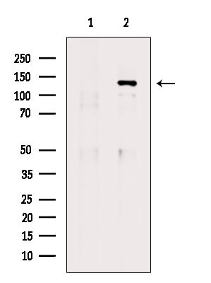 Phospho-SHIP1 (Tyr865) Antibody in Western Blot (WB)