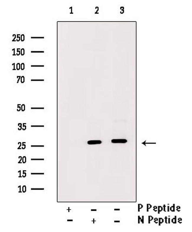 Phospho-PRAS40 (Ser202) Antibody in Western Blot (WB)