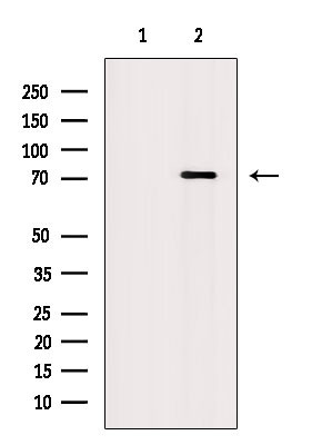 Phospho-PKMYT1 (Ser120) Antibody in Western Blot (WB)