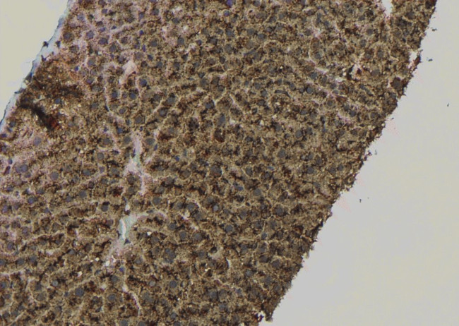 Phospho-TLR4 (Ser800) Antibody in Immunohistochemistry (Paraffin) (IHC (P))