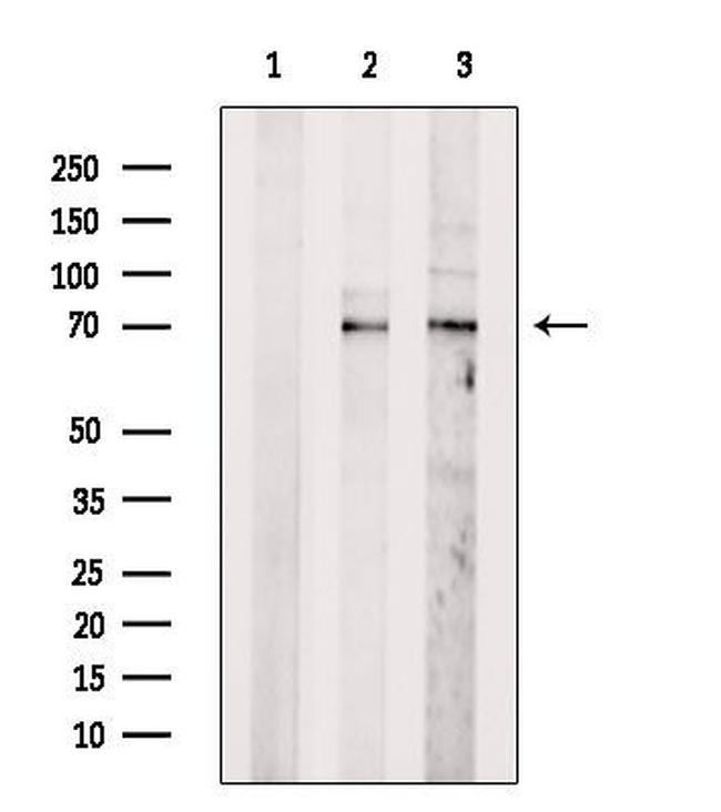 N-WASP Antibody in Western Blot (WB)