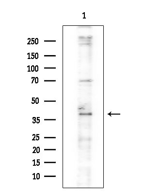 SETD8 Antibody in Western Blot (WB)