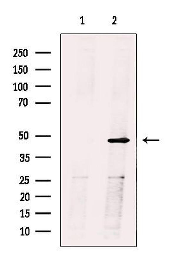 HFE2 Antibody in Western Blot (WB)