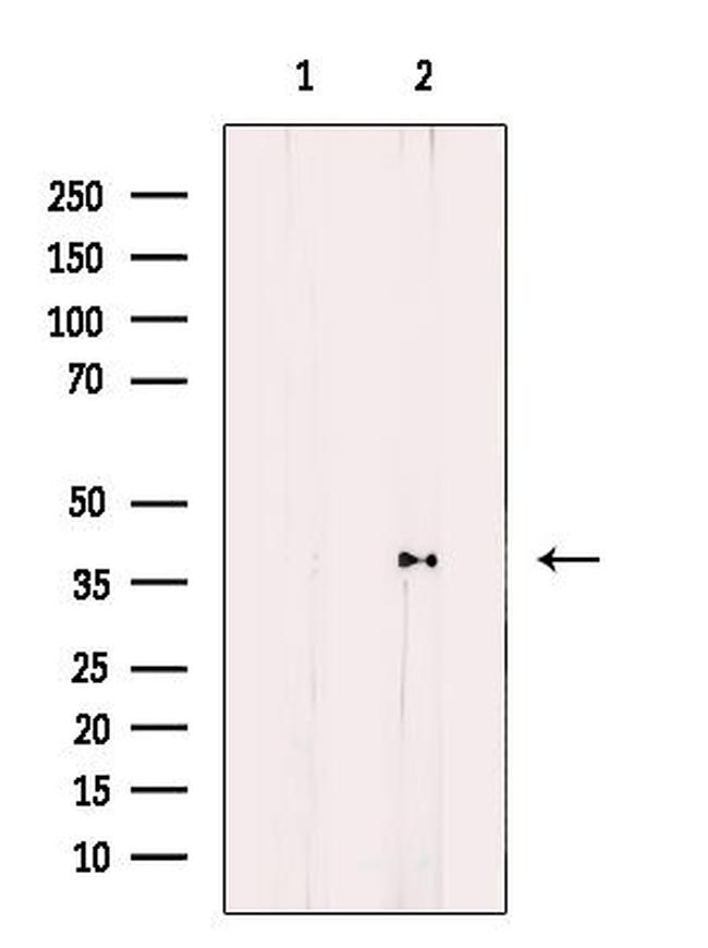 Ephrin B2 Antibody in Western Blot (WB)