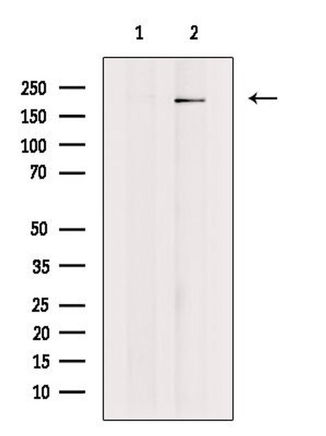 Afadin Antibody in Western Blot (WB)