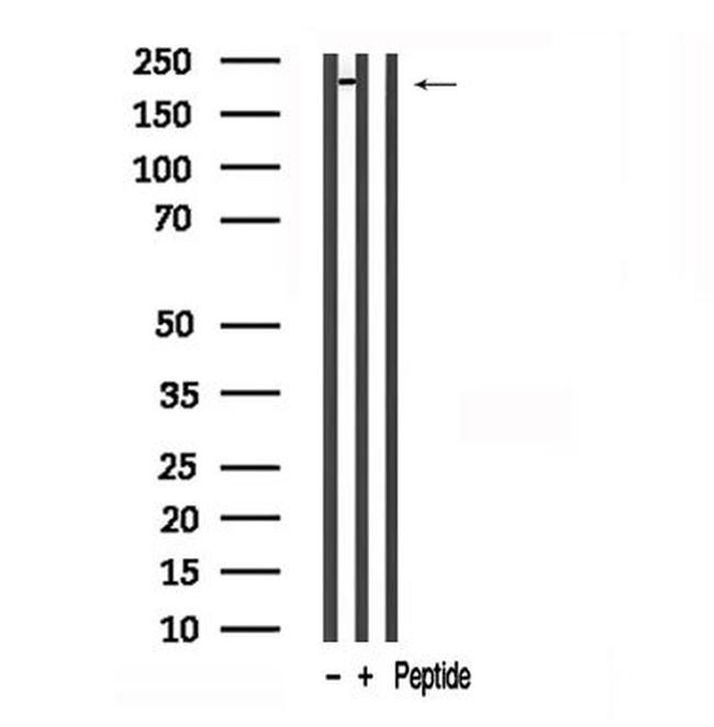 Afadin Antibody in Western Blot (WB)