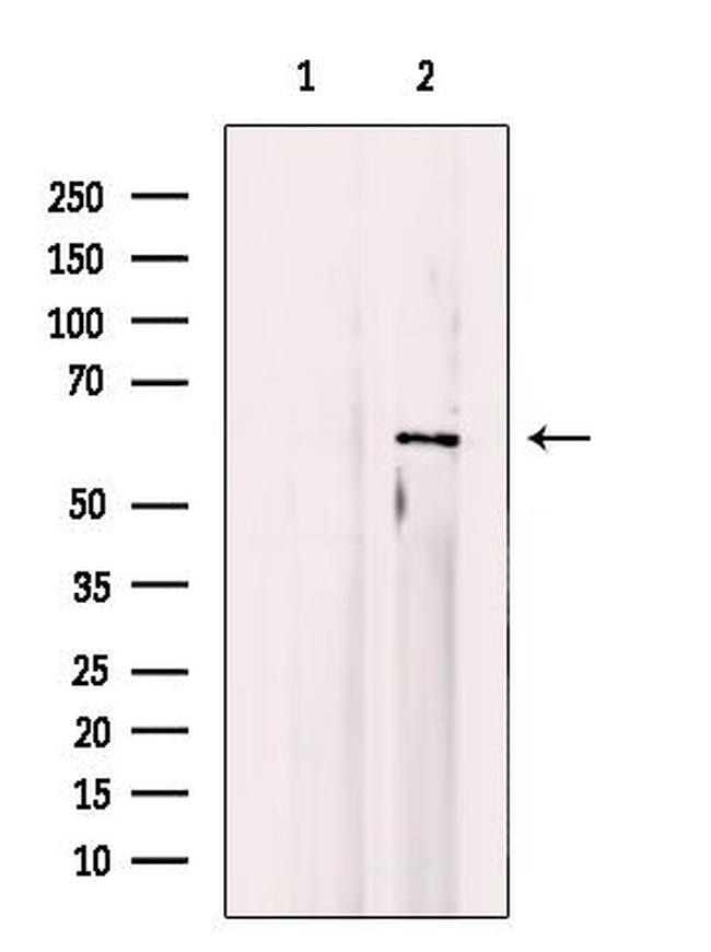 MAPK15 Antibody in Western Blot (WB)