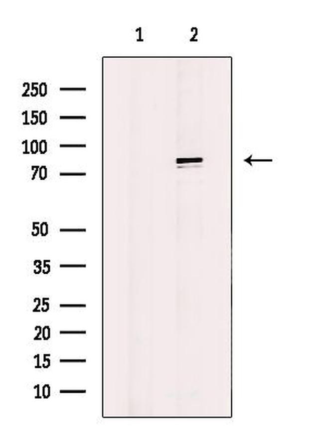 BAP1 Antibody in Western Blot (WB)