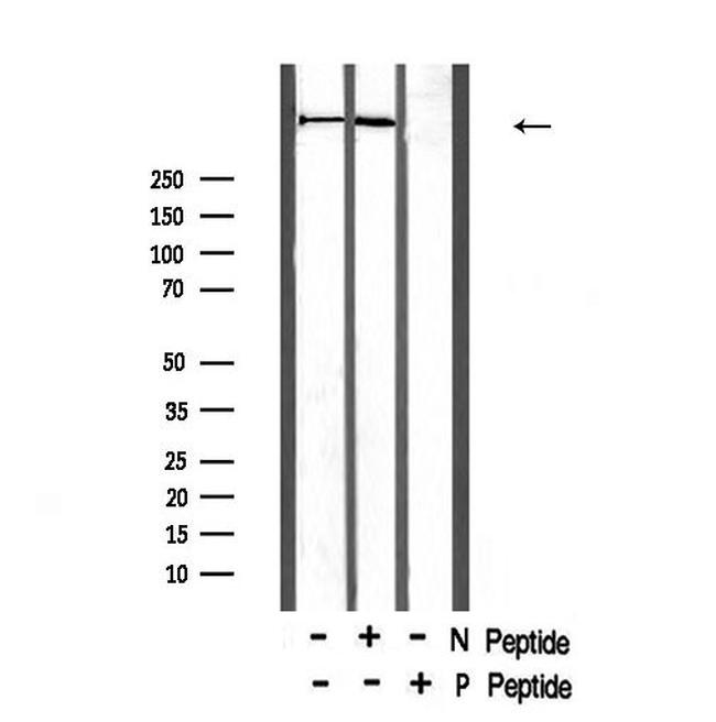 Phospho-DNA-PK (Thr2609) Antibody in Western Blot (WB)