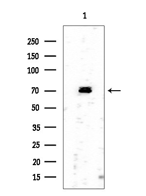 Phospho-IRAK1 (Thr387) Antibody in Western Blot (WB)