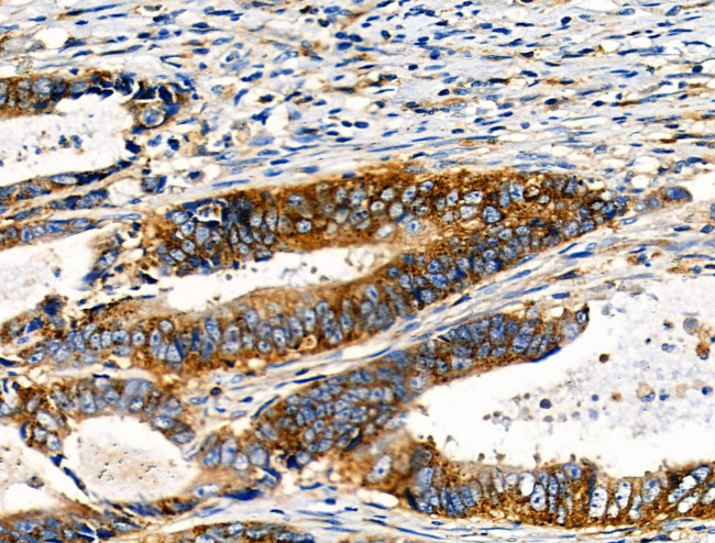 Phospho-NFATC1 (Ser294) Antibody in Immunohistochemistry (Paraffin) (IHC (P))