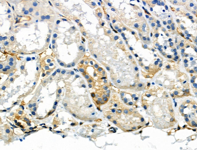 Phospho-NFATC1 (Ser294) Antibody in Immunohistochemistry (Paraffin) (IHC (P))