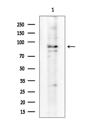Phospho-VAV1 (Tyr160) Antibody in Western Blot (WB)