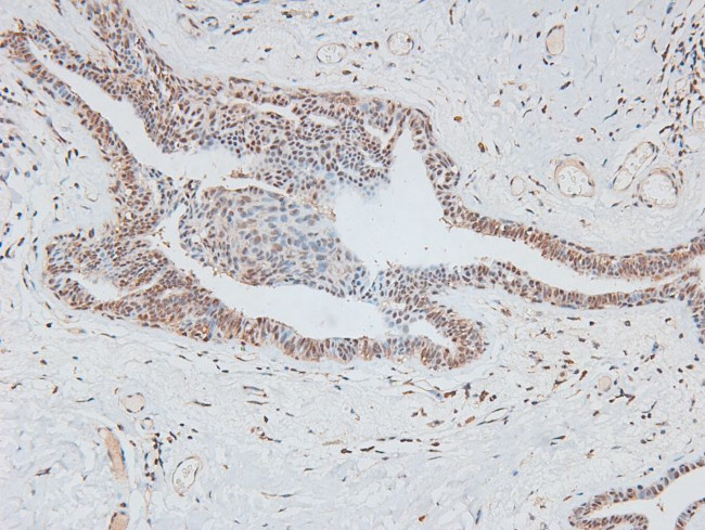 Phospho-B-Myb (Thr494) Antibody in Immunohistochemistry (Paraffin) (IHC (P))