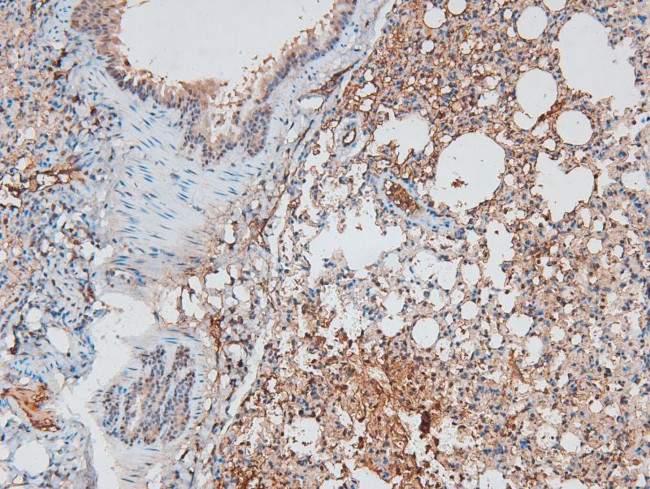 Phospho-B-Myb (Thr494) Antibody in Immunohistochemistry (Paraffin) (IHC (P))