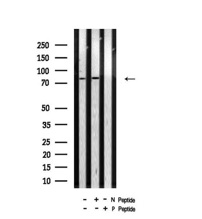 Phospho-B-Myb (Thr494) Antibody in Western Blot (WB)